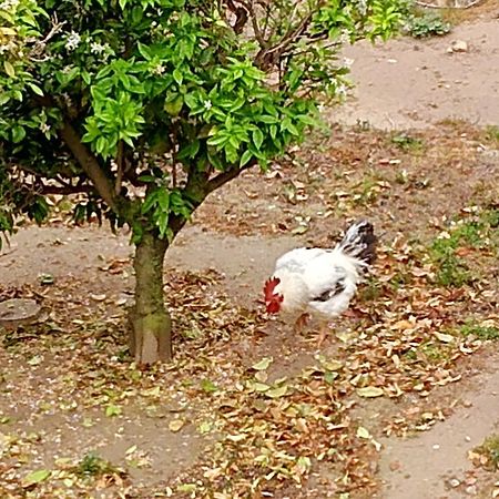 La Caseta Del Pitxo Deltebre Bagian luar foto