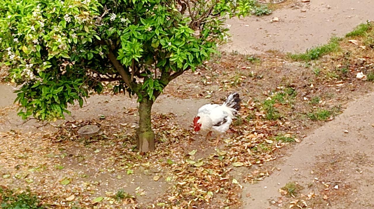 La Caseta Del Pitxo Deltebre Bagian luar foto